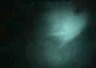 Stallion in the night bestiality porn