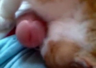 Cat licks men cock with love