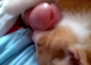 Cat licks men cock with love