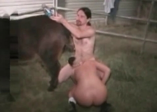 Horse ass drilled by two filthy zoophiles