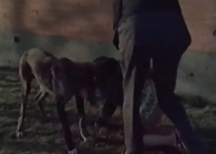 Outdoor bestiality sex with a nice zoophile
