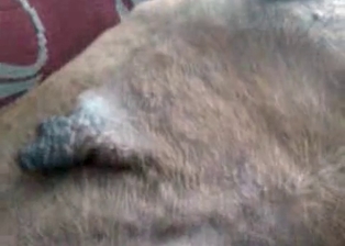 Animal sex looks so sweet
