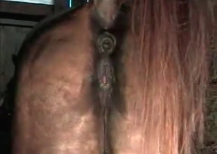 Stallion likes hardcore anal sex