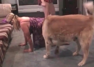 Dog nicely licks her juicy hole