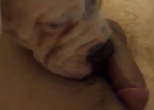 Sexy white dog licks my soft boner