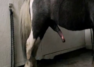 Farmer is trying to fuck with his pony