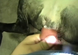 Slowly screwing my doggy anus in POV