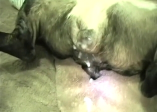 Slowly screwing my doggy anus in POV