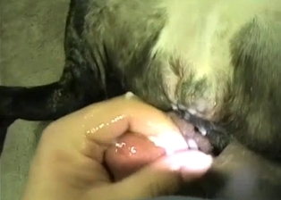 Slowly screwing my doggy anus in POV