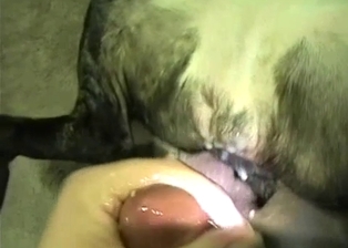 Slowly screwing my doggy anus in POV