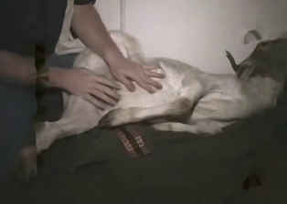 Fat dude prepares his goat for bestiality