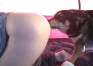 Doggy nicely licks and sniffs her snatch