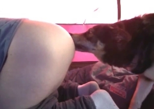 Doggy nicely licks and sniffs her snatch