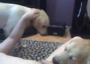 Two Labradors are licking my soft boner