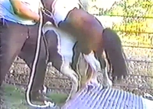 Two young ponies have awesome beast sex