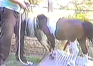 Two young ponies have awesome beast sex