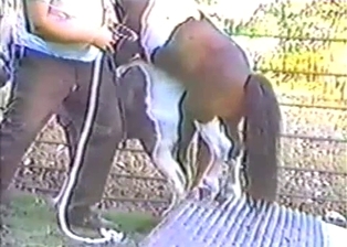 Two young ponies have awesome beast sex