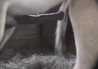 Good farm bestiality shot in close-up