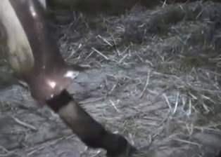 Good farm bestiality shot in close-up