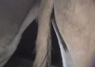 Good farm bestiality shot in close-up