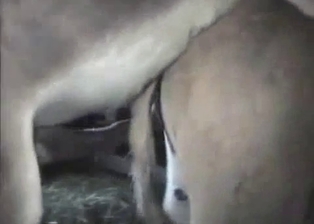 Good farm bestiality shot in close-up