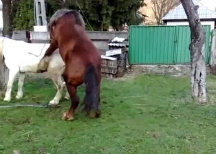 Brown stallion fucks a sexy white pony