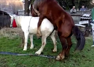 Brown stallion fucks a sexy white pony