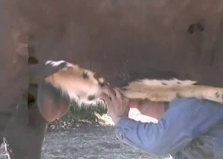 Farmer stimulates a huge cock of a horse