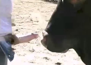 Farmer stimulates a huge cock of a horse