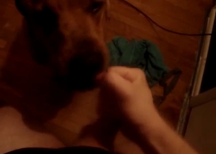 Playful doggy licks my dick with passion