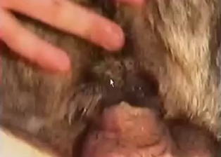 Hard male dick looks nice in animal anus