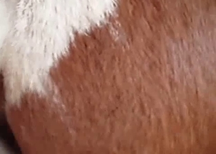 Sexy spotted horse drilled by farmer