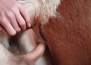 Sexy spotted horse drilled by farmer