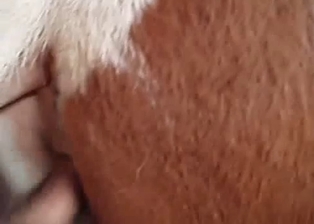 Sexy spotted horse drilled by farmer