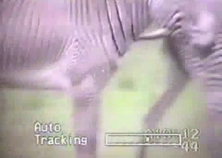 Really wild zebras have nice sex in forest