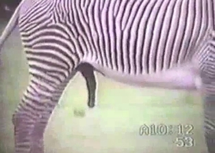 Really wild zebras have nice sex in forest