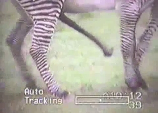 Really wild zebras have nice sex in forest