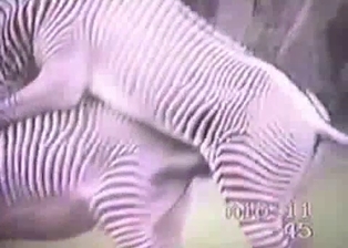 Really wild zebras have nice sex in forest