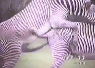 Really wild zebras have nice sex in forest
