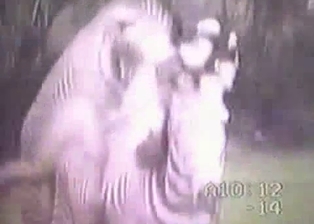 Really wild zebras have nice sex in forest