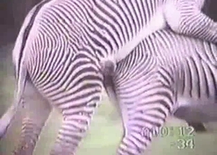 Really wild zebras have nice sex in forest