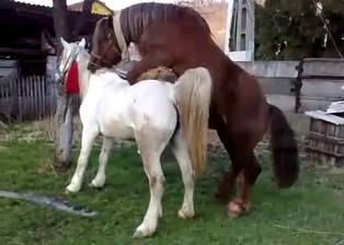 Nice-looking ponies are trying to fuck