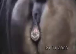 Man shoves a cock in tight hole of a pony