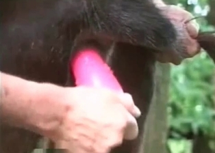 A sex toy is the favorite toy of a really cute doggie