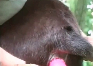 A sex toy is the favorite toy of a really cute doggie
