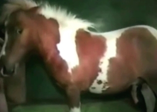 Doggy style pose sex with a gorgeous stallion