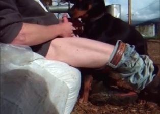 Dog licks and sucks a loaded prick