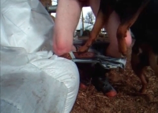Dog licks and sucks a loaded prick