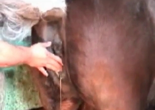 Horse ass needs some stimulation