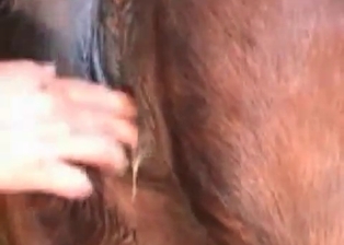 Horse ass needs some stimulation